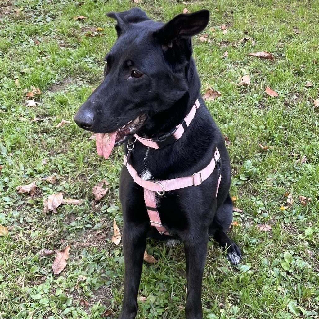 Enlarge Frida, a Adoptable mixed breed in Flintstone, MD image 2/5