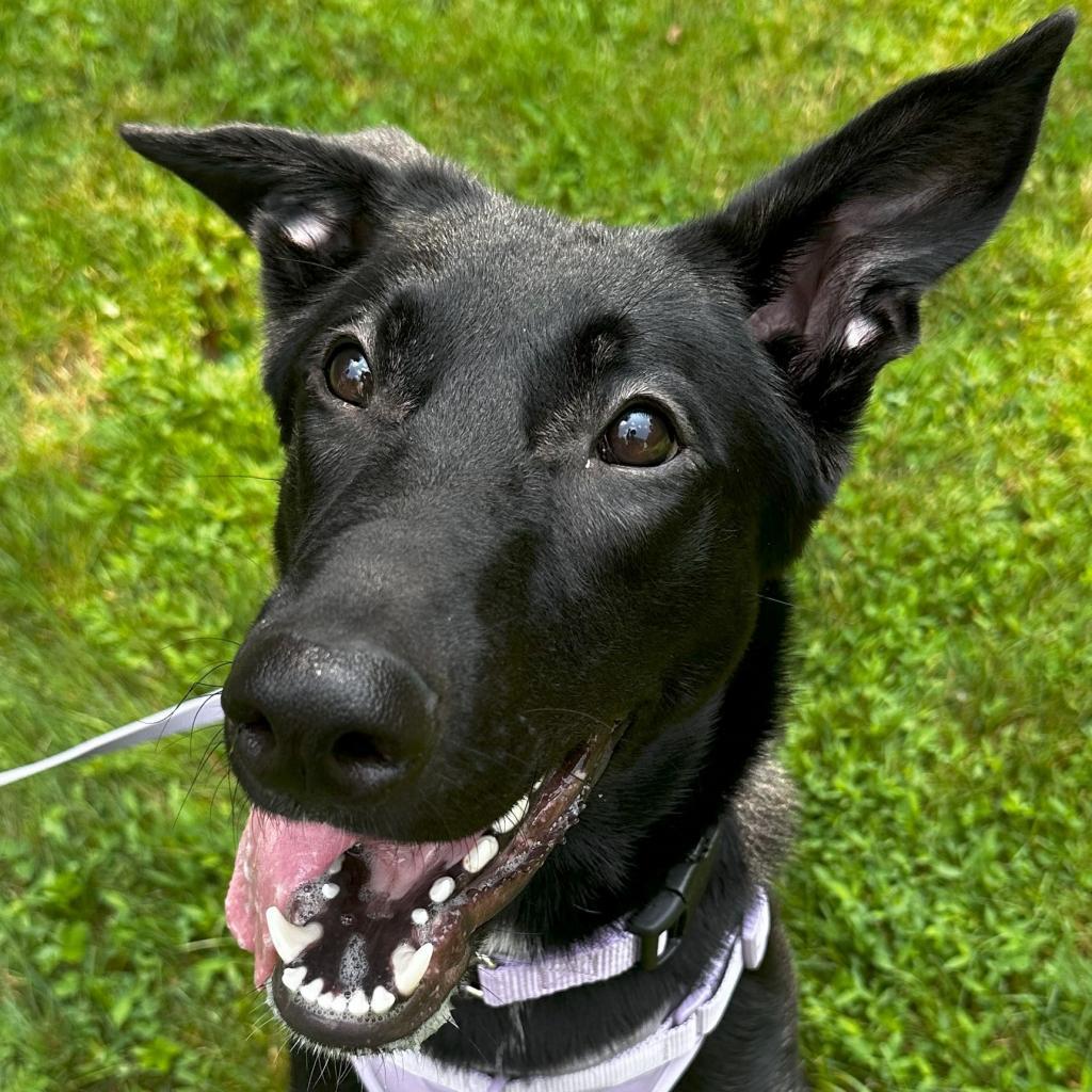 Enlarge Frida, a Adoptable mixed breed in Flintstone, MD image 3/5