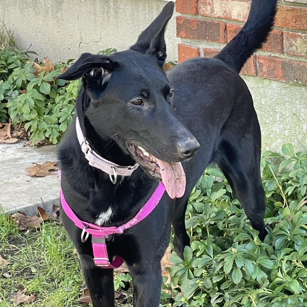 Enlarge Frida, a Adoptable mixed breed in Flintstone, MD image 4/5
