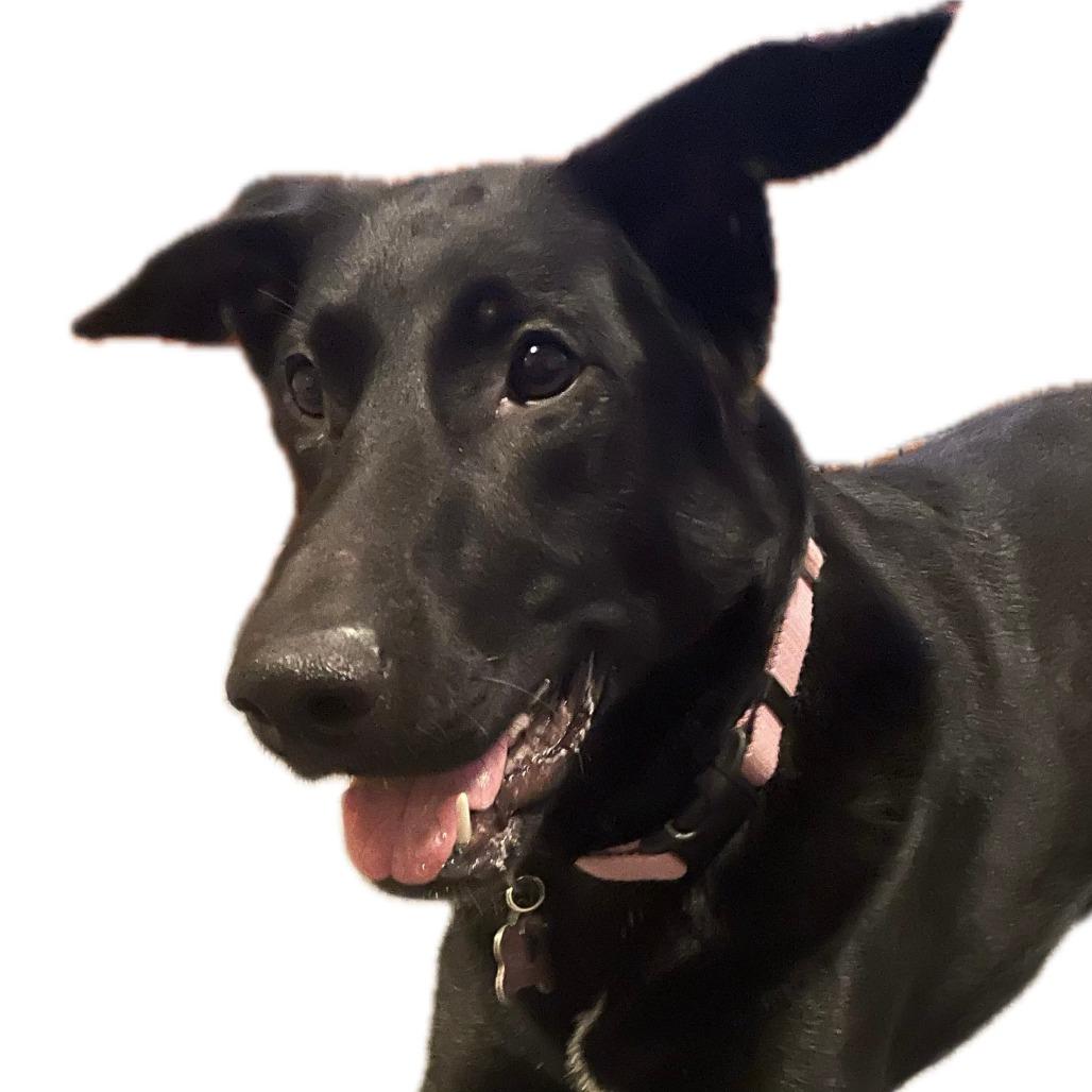 Enlarge Frida, a Adoptable mixed breed in Flintstone, MD image 5/5