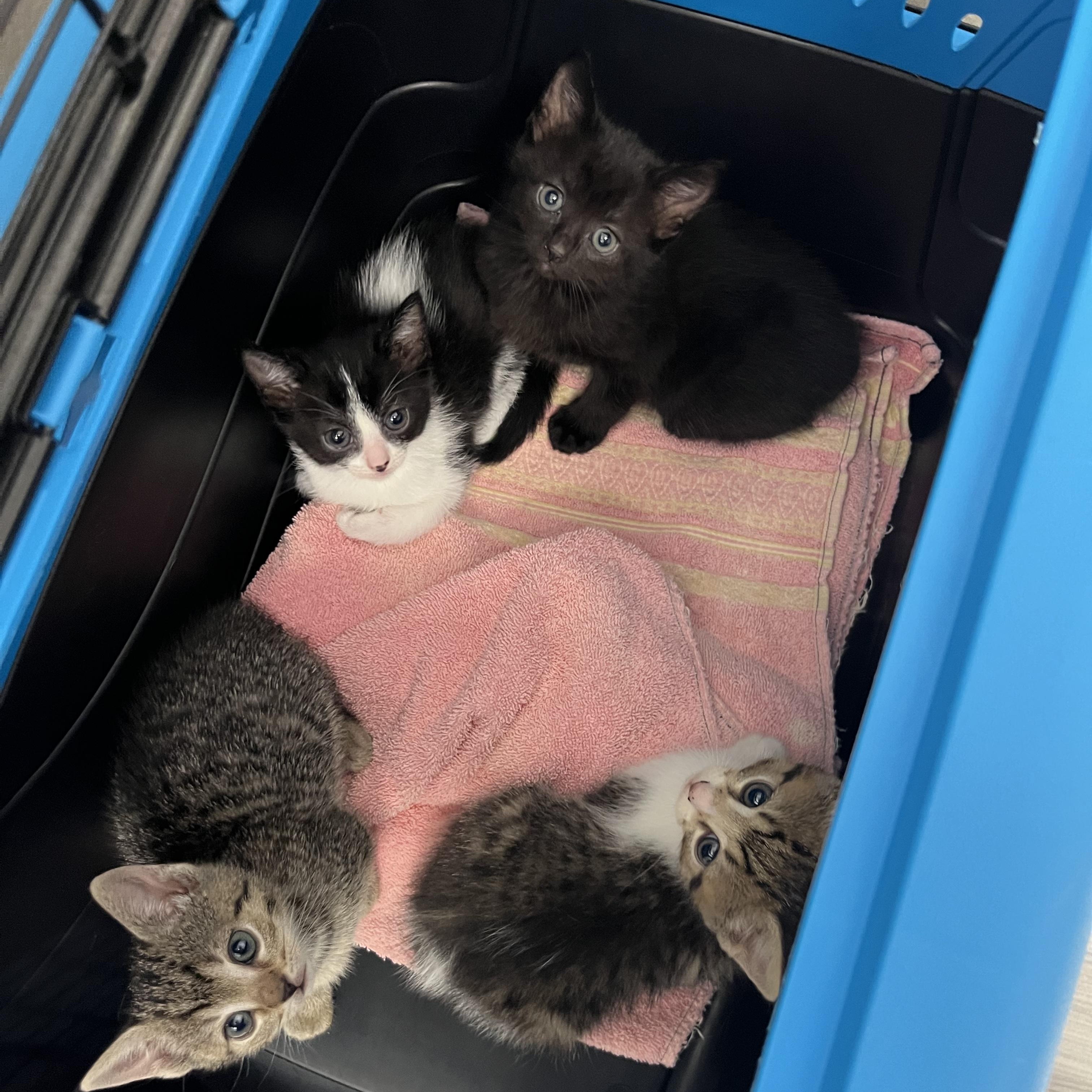 Enlarge Sardine, an adopted Domestic Short Hair in Salisbury, NC image 3/6