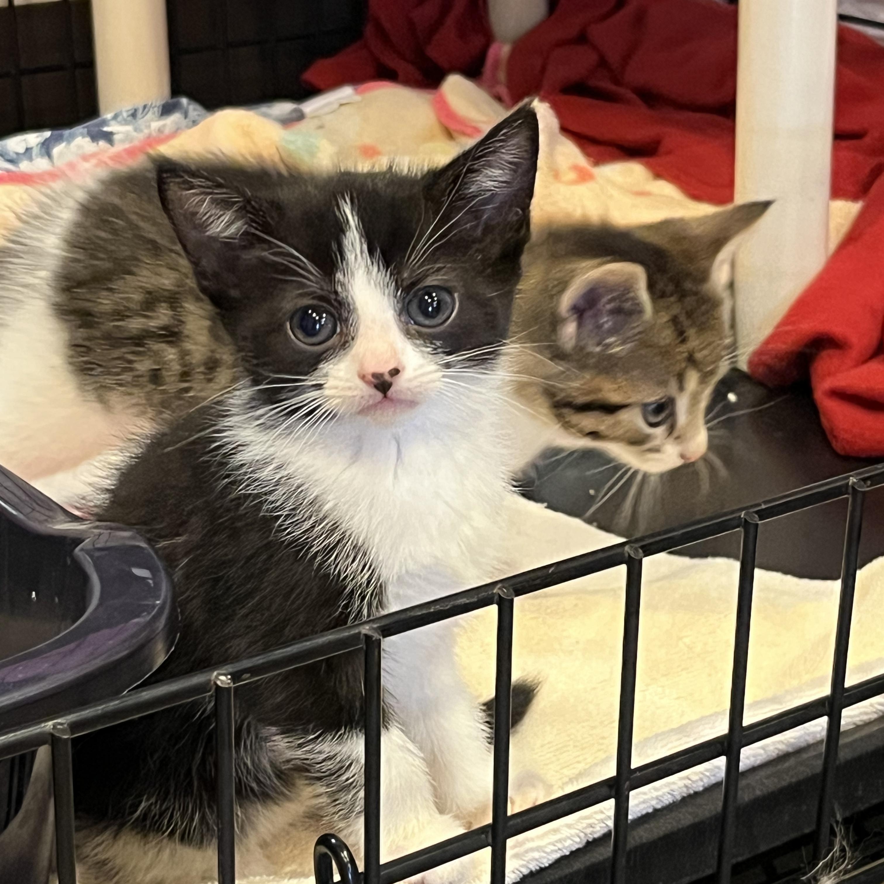 Enlarge Sardine, an adopted Domestic Short Hair in Salisbury, NC image 2/6