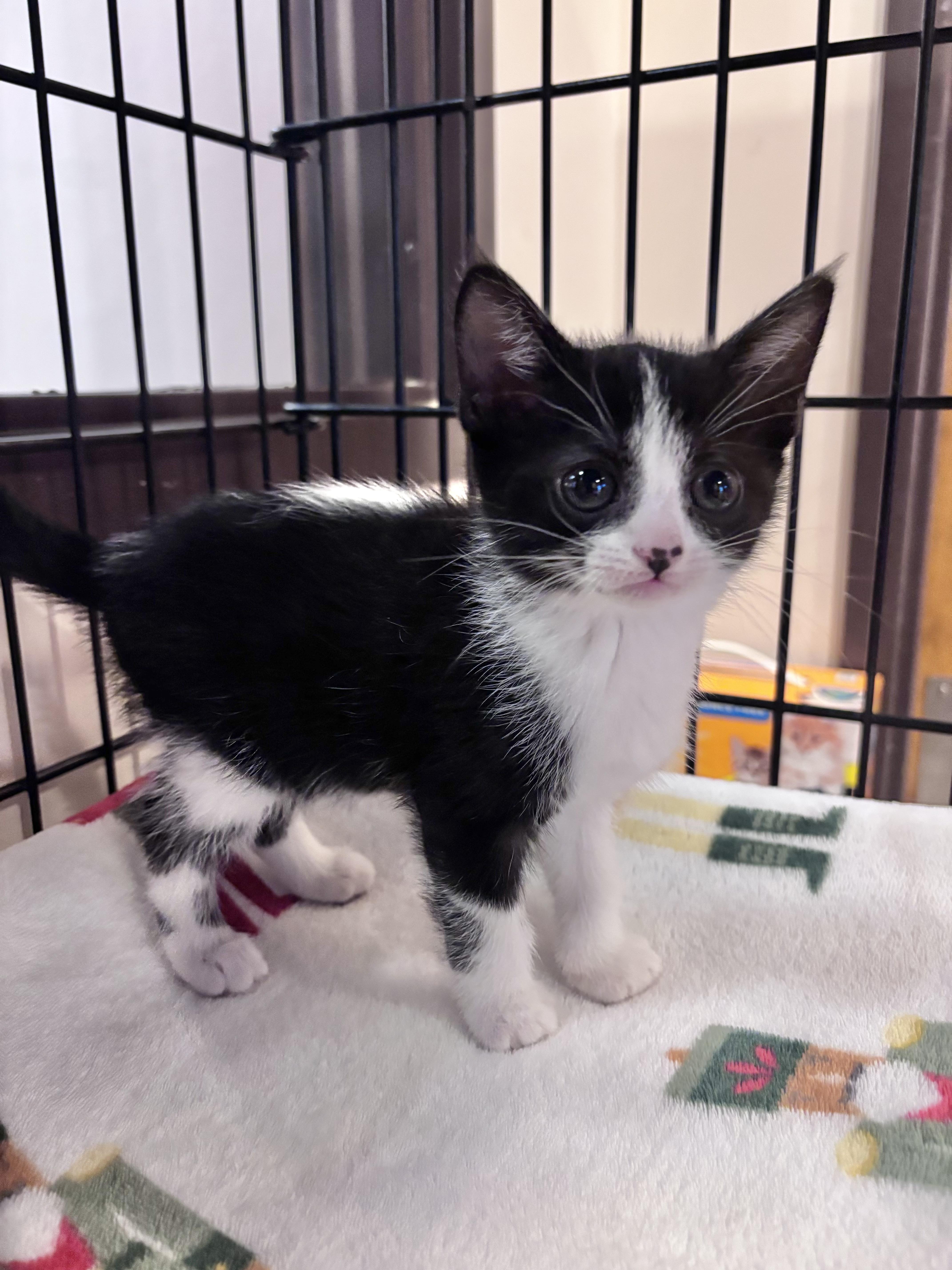 Enlarge Sardine, an adopted Domestic Short Hair in Salisbury, NC image 5/6