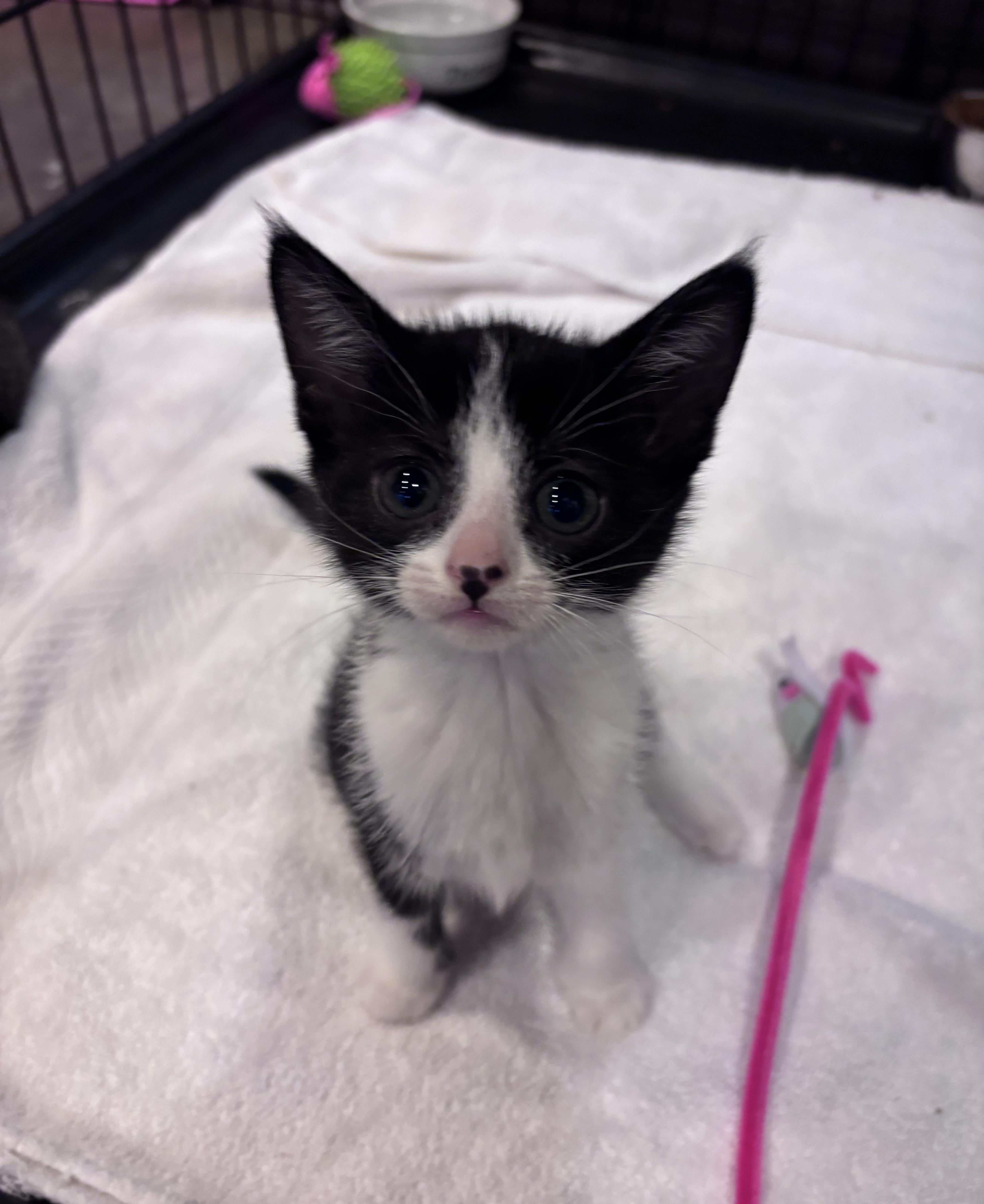 Enlarge Sardine, an adopted Domestic Short Hair in Salisbury, NC image 6/6