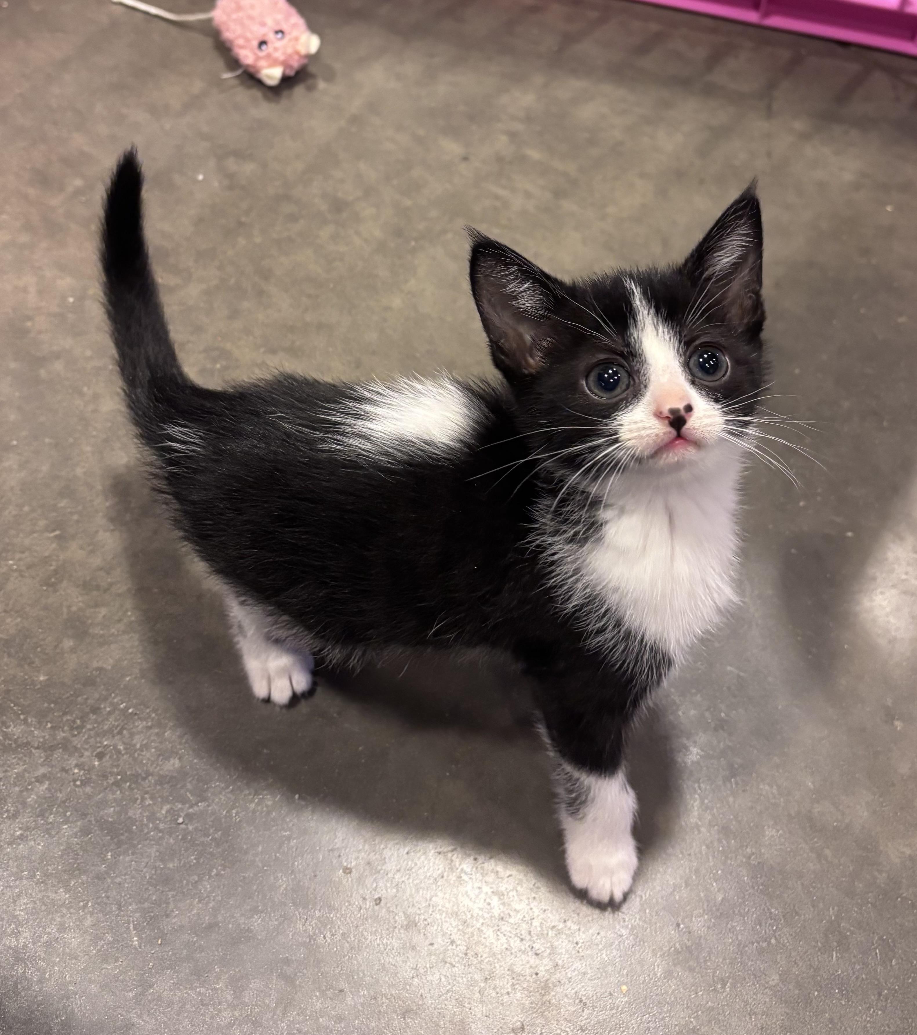 Enlarge Sardine, an adopted Domestic Short Hair in Salisbury, NC image 1/6