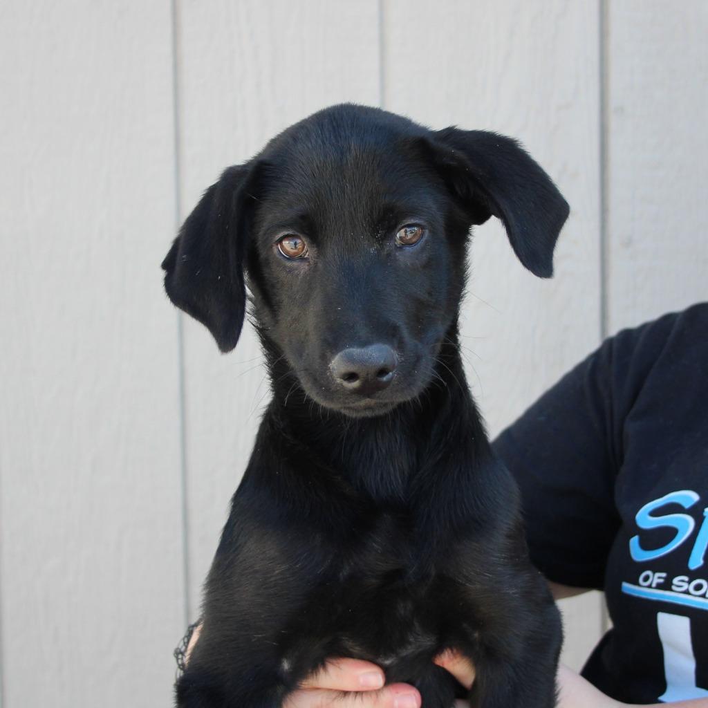 Nissa, Adoptable, Puppy Female Shepherd & Mixed Breed.