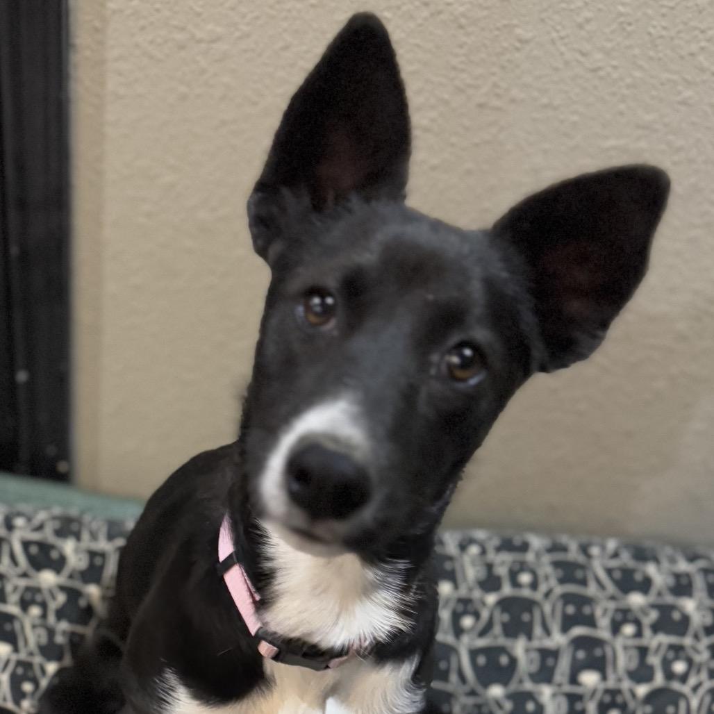 Destiny, Adoptable, Young Female Black Labrador Retriever & Mixed Breed.