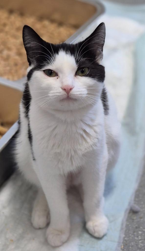 Min, Adoptable, Young Female Domestic Medium Hair.