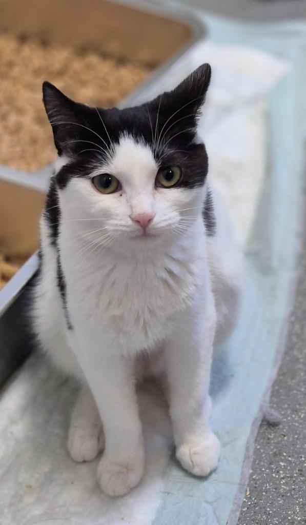 Enlarge Min, a Adoptable mixed breed in East Ridge, TN image 3/3