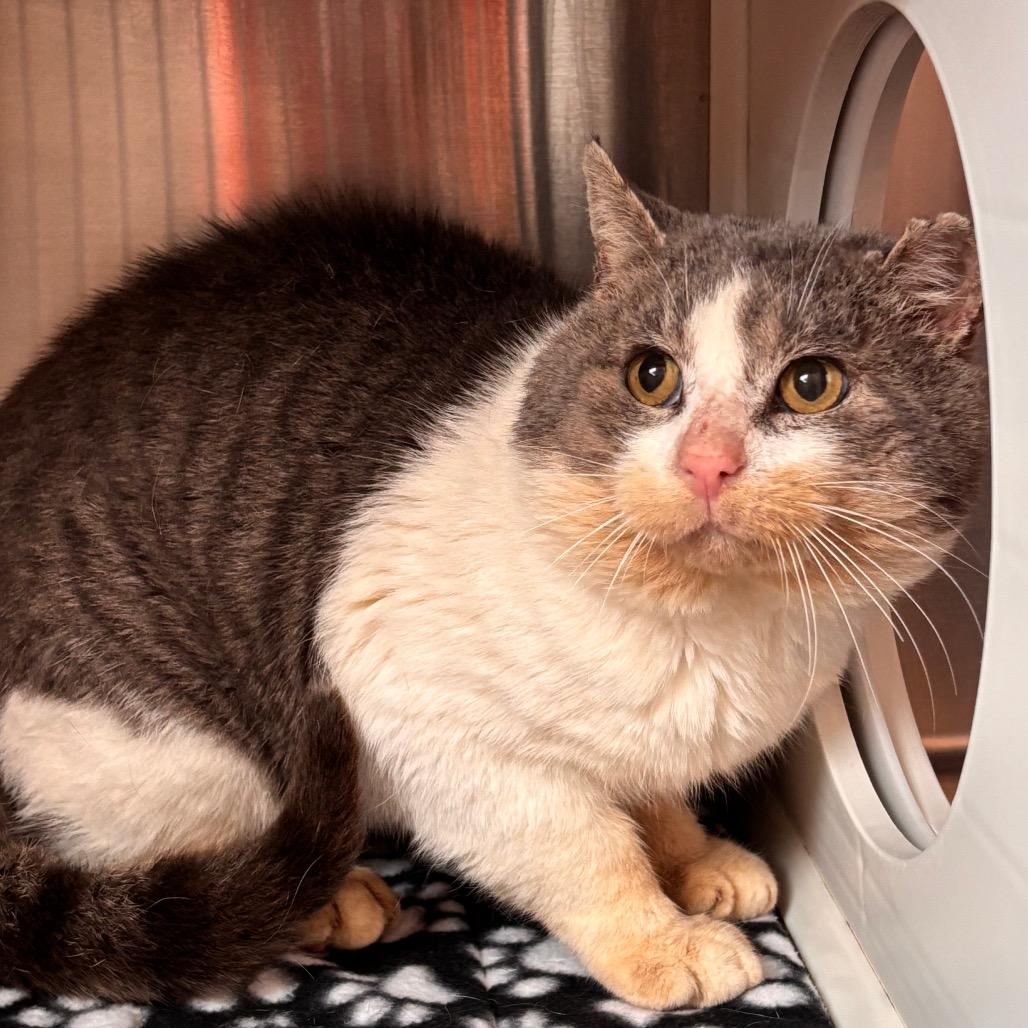 Acorn, Adoptable, Senior Male Domestic Short Hair.