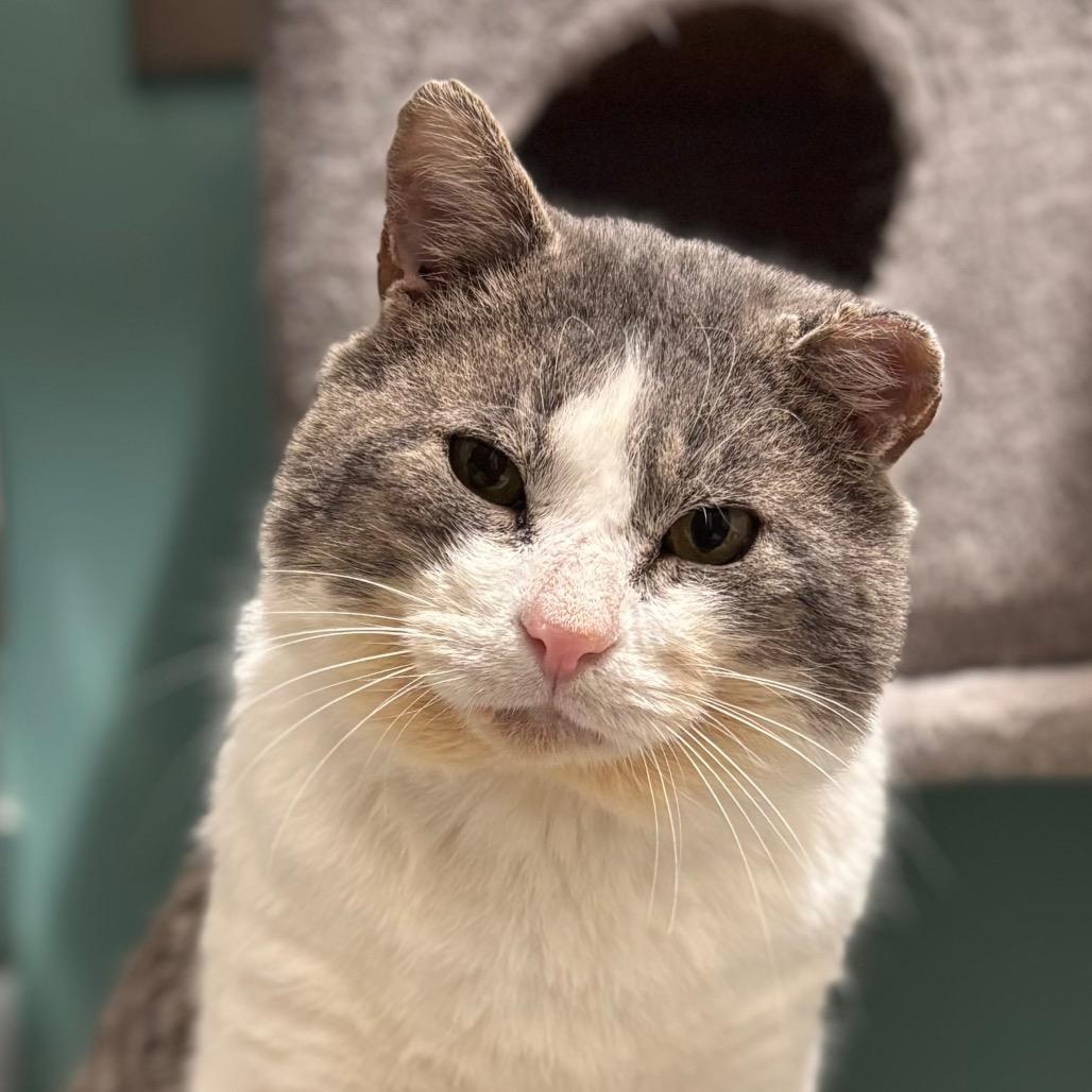 Acorn, Adoptable, Senior Male Domestic Short Hair.