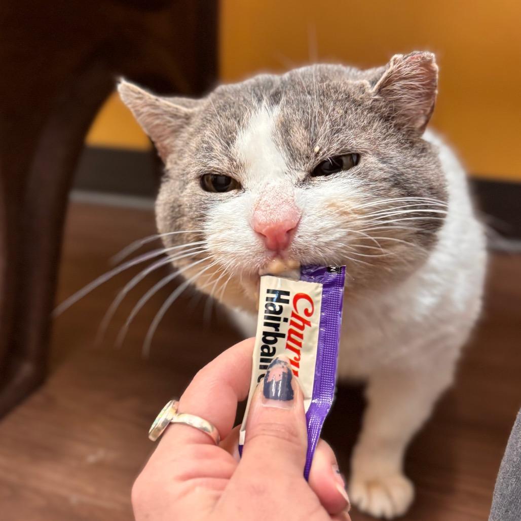 Enlarge Acorn, a Adoptable Domestic Short Hair in Nashville, IN image 1/6