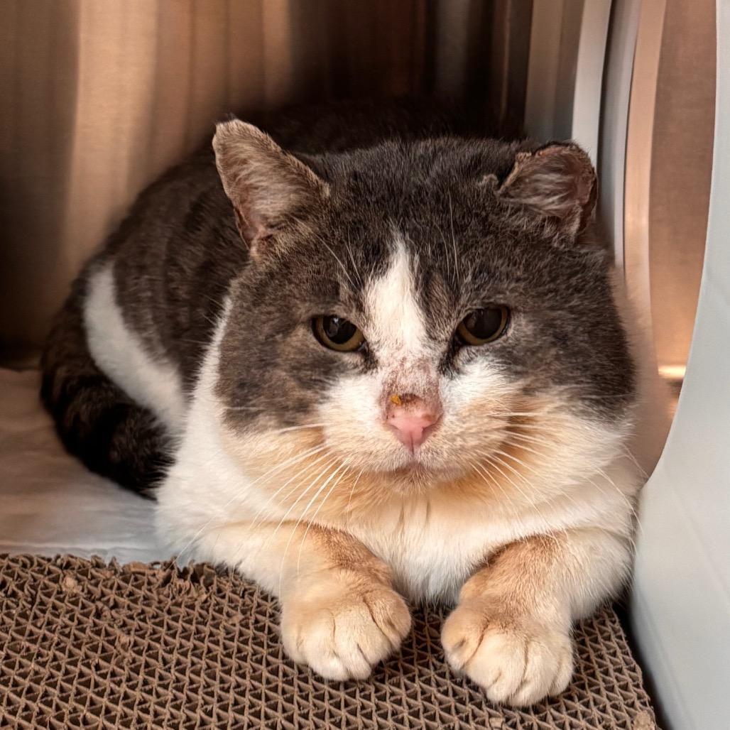 Acorn, Adoptable, Senior Male Domestic Short Hair.