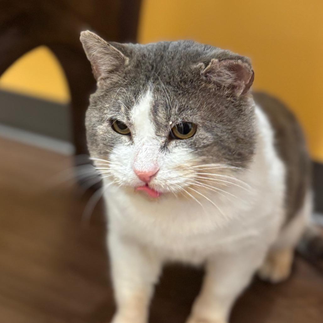 Enlarge Acorn, a Adoptable Domestic Short Hair in Nashville, IN image 2/6