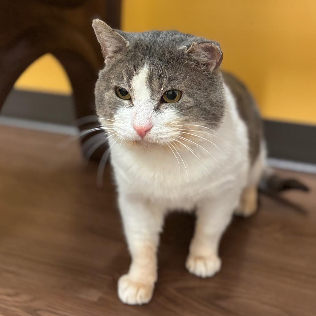 Enlarge Acorn, a Adoptable Domestic Short Hair in Nashville, IN image 3/6