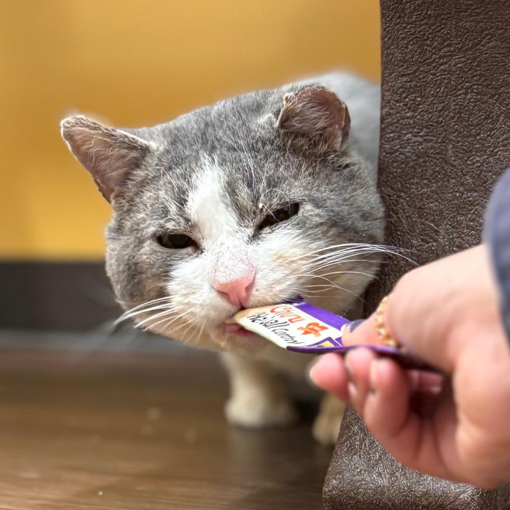 Enlarge Acorn, a Adoptable Domestic Short Hair in Nashville, IN image 4/6