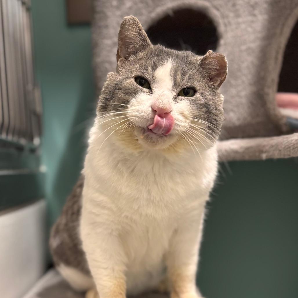 Enlarge Acorn, a Adoptable Domestic Short Hair in Nashville, IN image 5/6