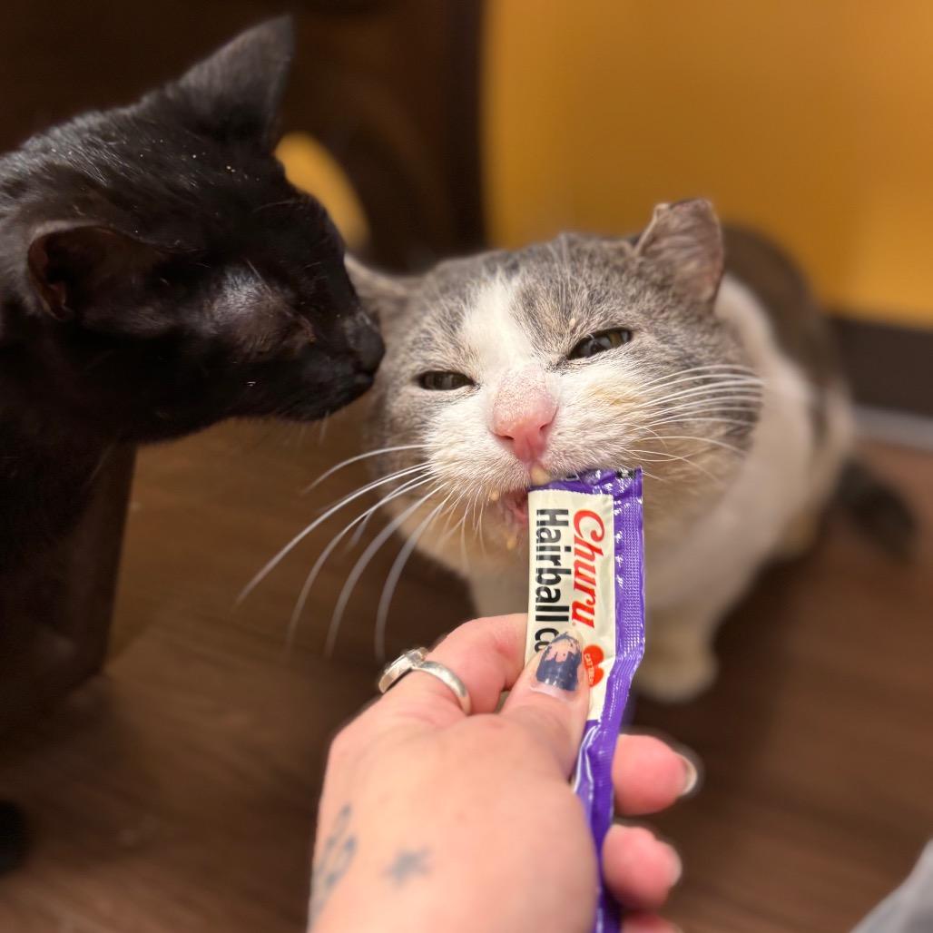 Enlarge Acorn, a Adoptable Domestic Short Hair in Nashville, IN image 6/6