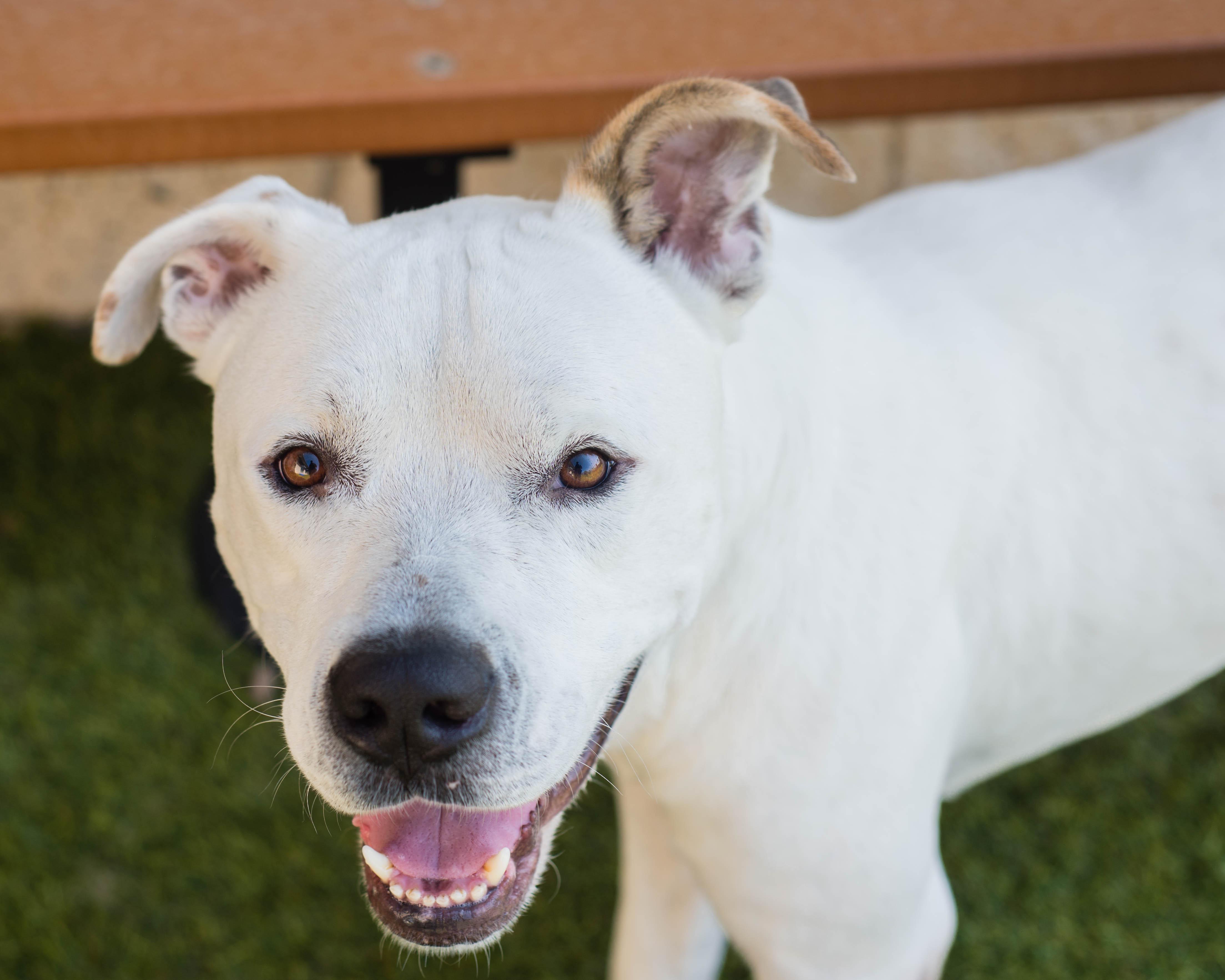 Snowman, Adoptable, Adult Male American Staffordshire Terrier.