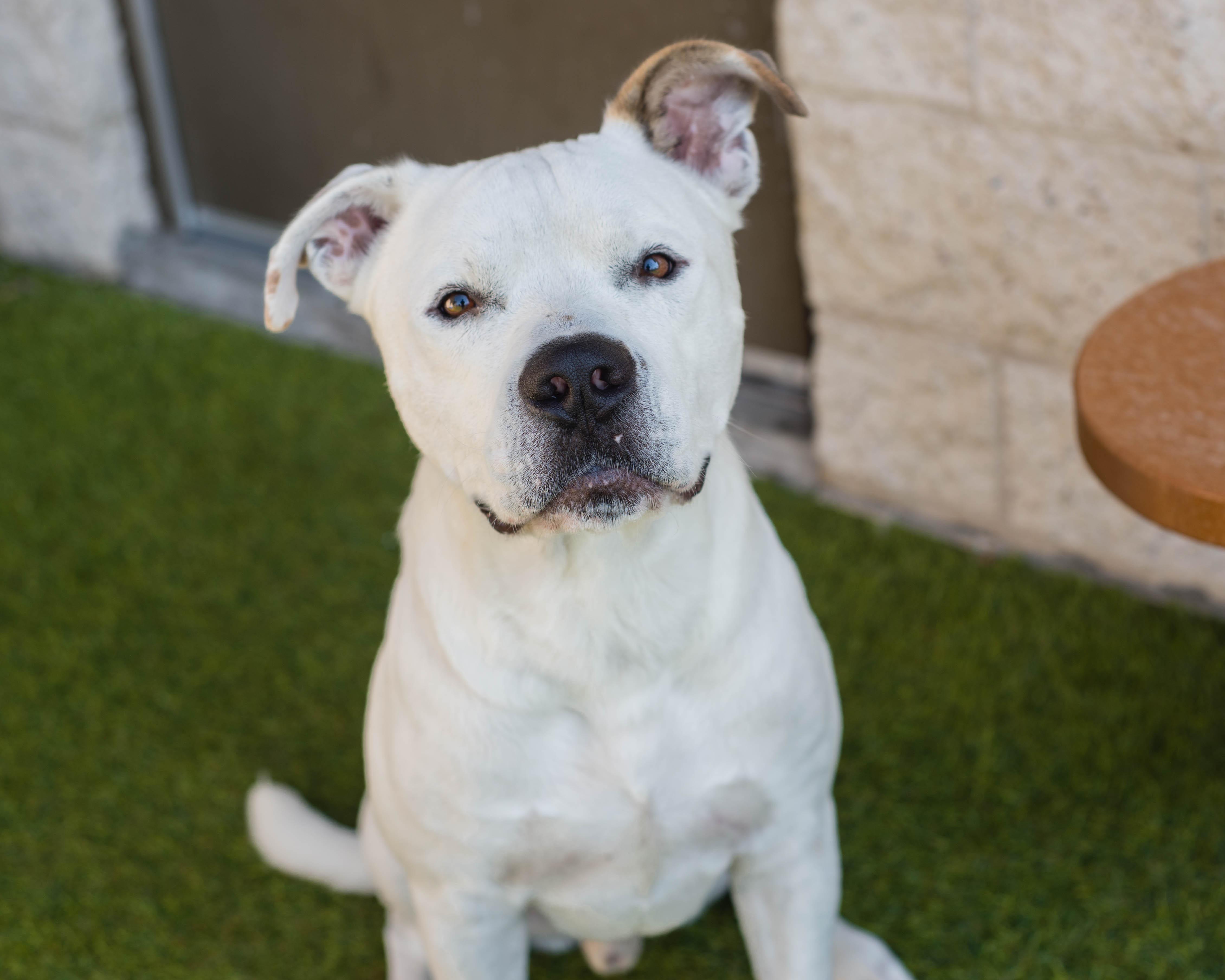 Enlarge Snowman, a Adoptable mixed breed in Mont Belvieu, TX image 2/3