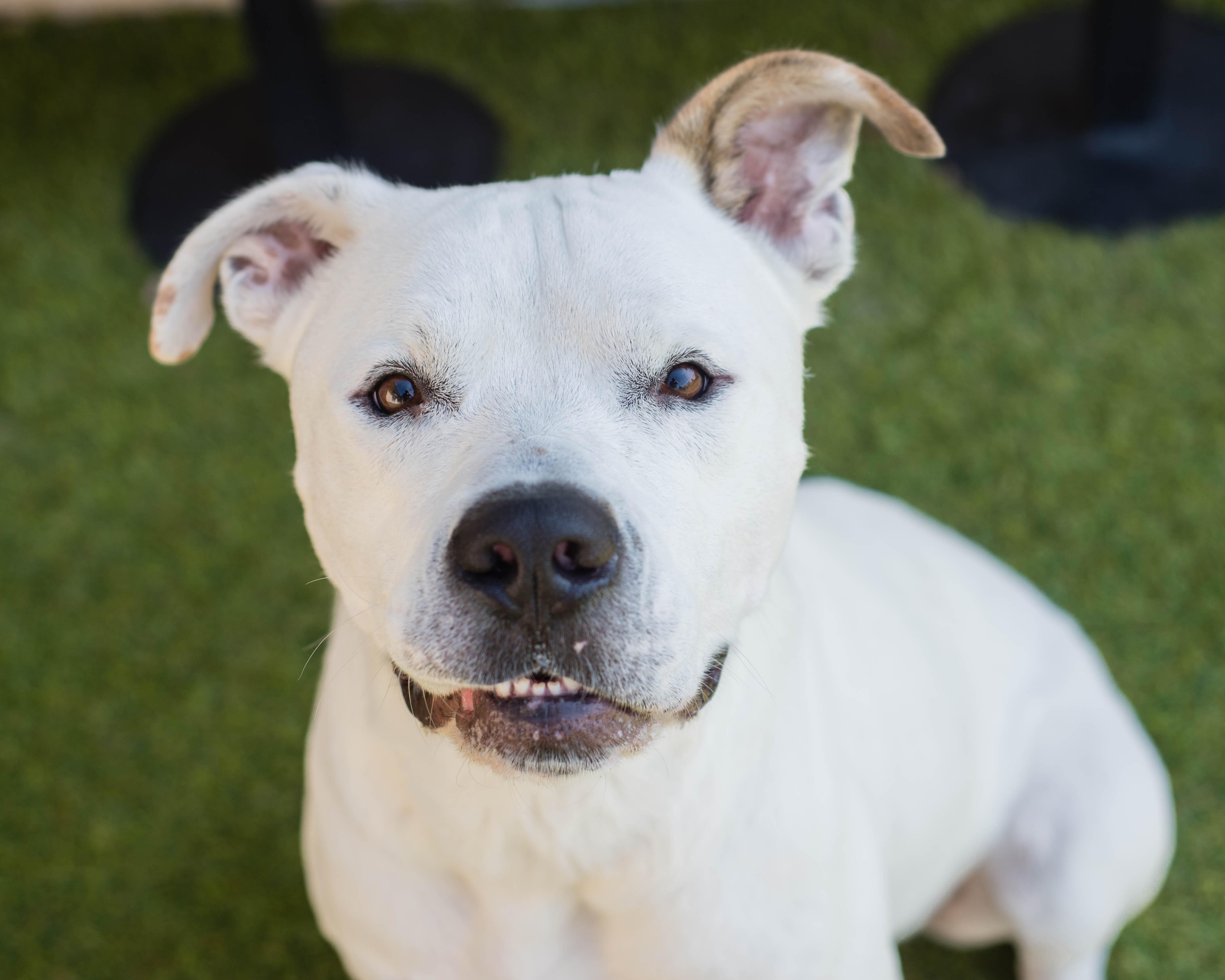 Enlarge Snowman, a Adoptable mixed breed in Mont Belvieu, TX image 3/3