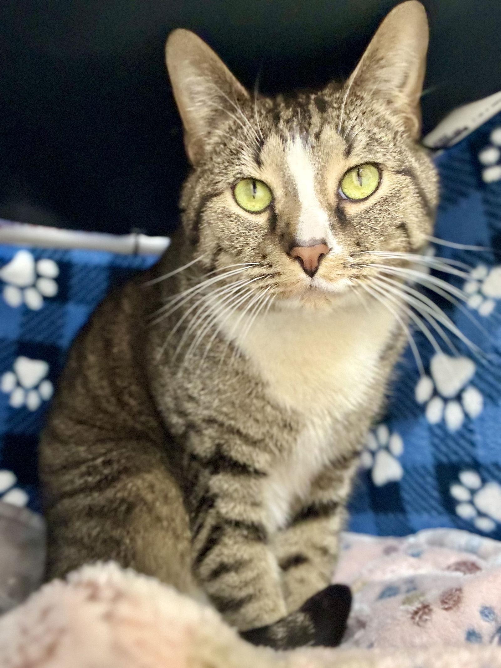 Brain, Adoptable, Young Male Domestic Short Hair & Tabby.