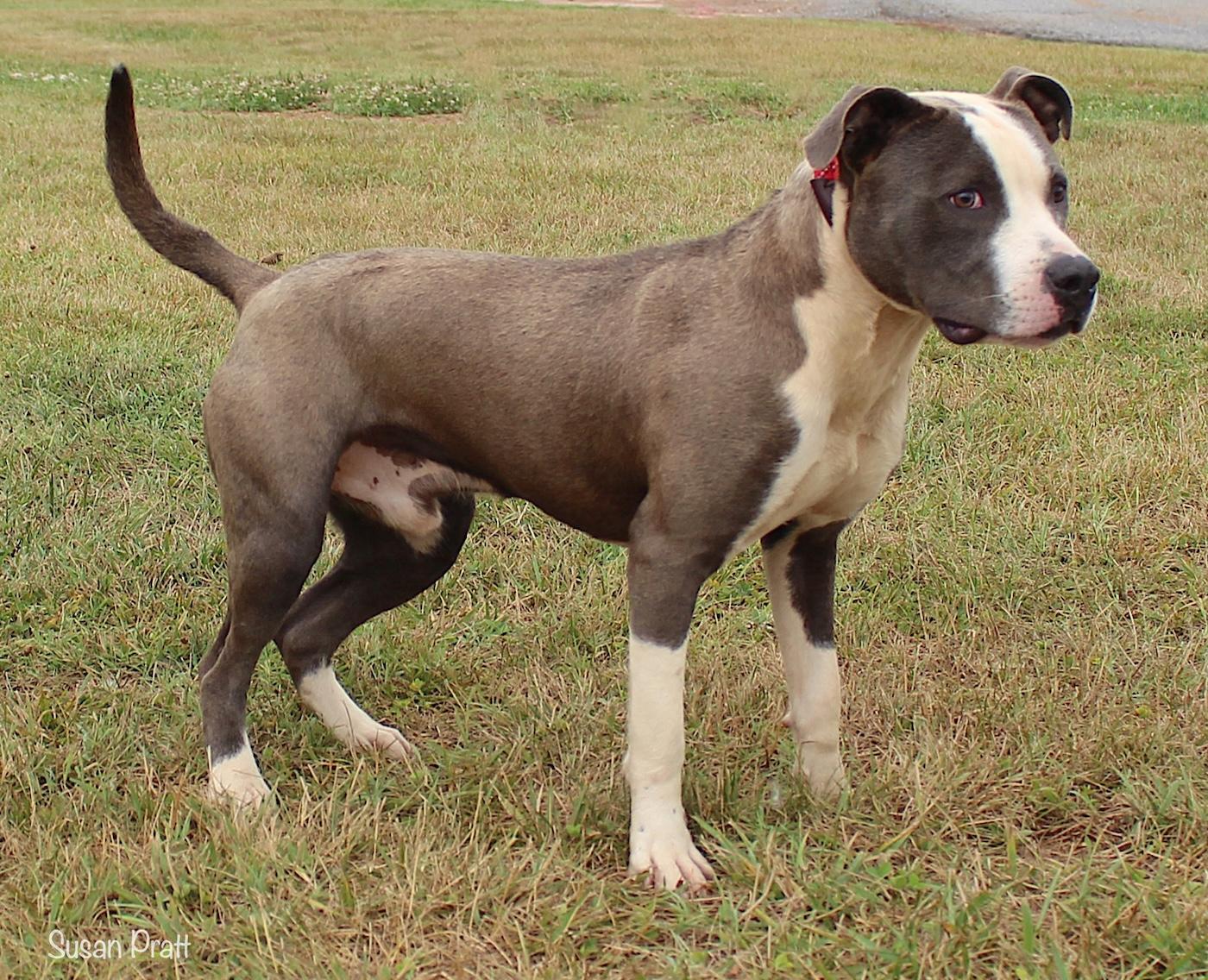 Enlarge Ano, a ADOPTABLE mixed breed in Bedford, VA image 2/3