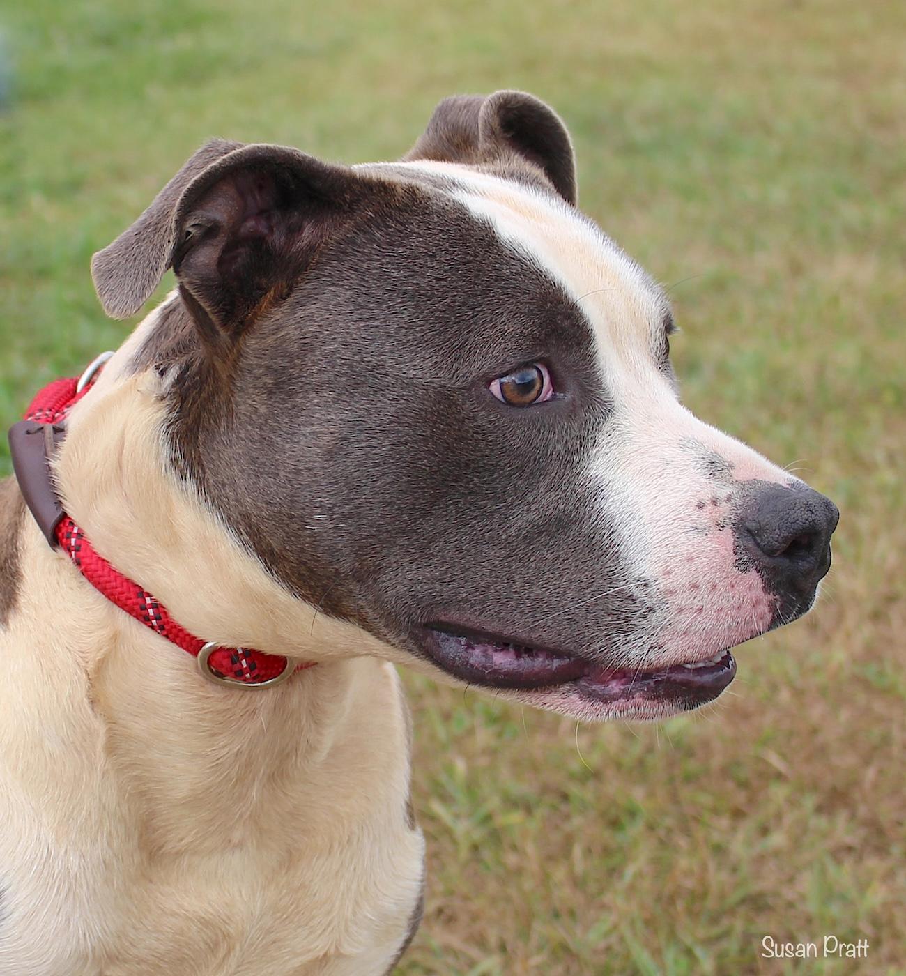 Enlarge Ano, a ADOPTABLE mixed breed in Bedford, VA image 1/3