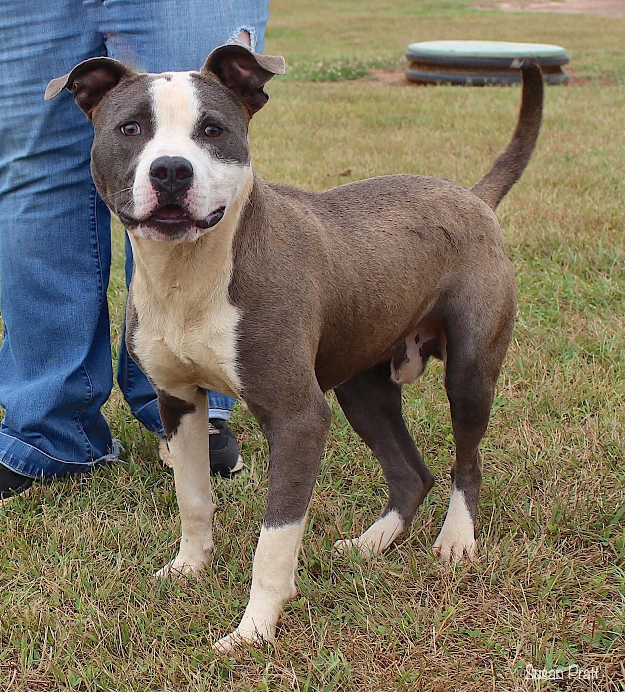 Enlarge Ano, a ADOPTABLE mixed breed in Bedford, VA image 3/3