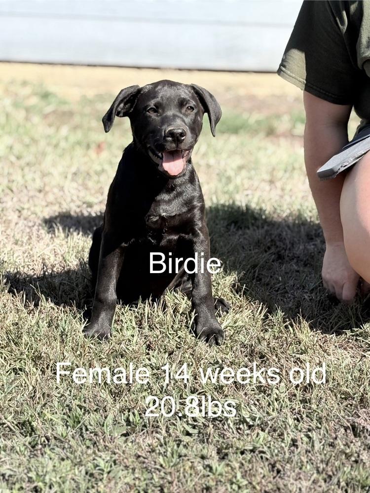 Enlarge Birdie, a Adoptable mixed breed in Norfolk, MA image 1/1