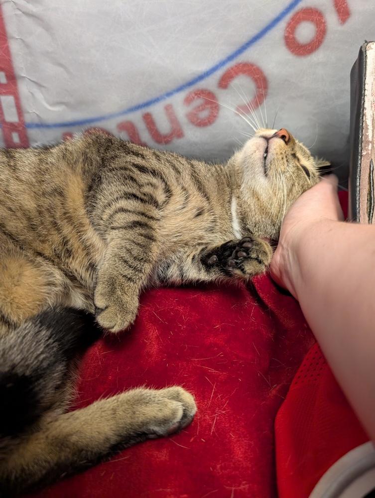 Boo, Adoptable, Kitten Male Tabby & Domestic Short Hair.