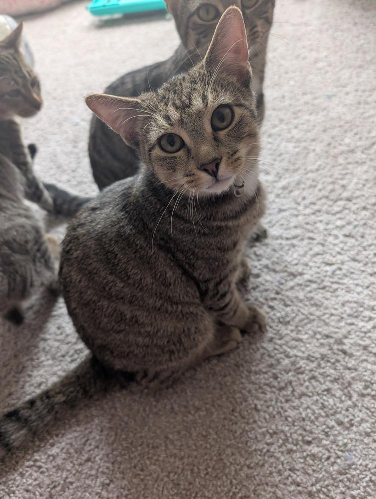 Enlarge Boo, a Adoptable mixed breed in Greensboro, NC image 1/4