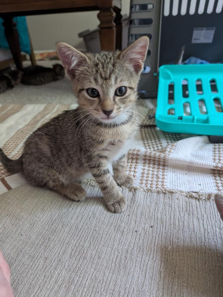 Enlarge Boo, a Adoptable mixed breed in Greensboro, NC image 2/4