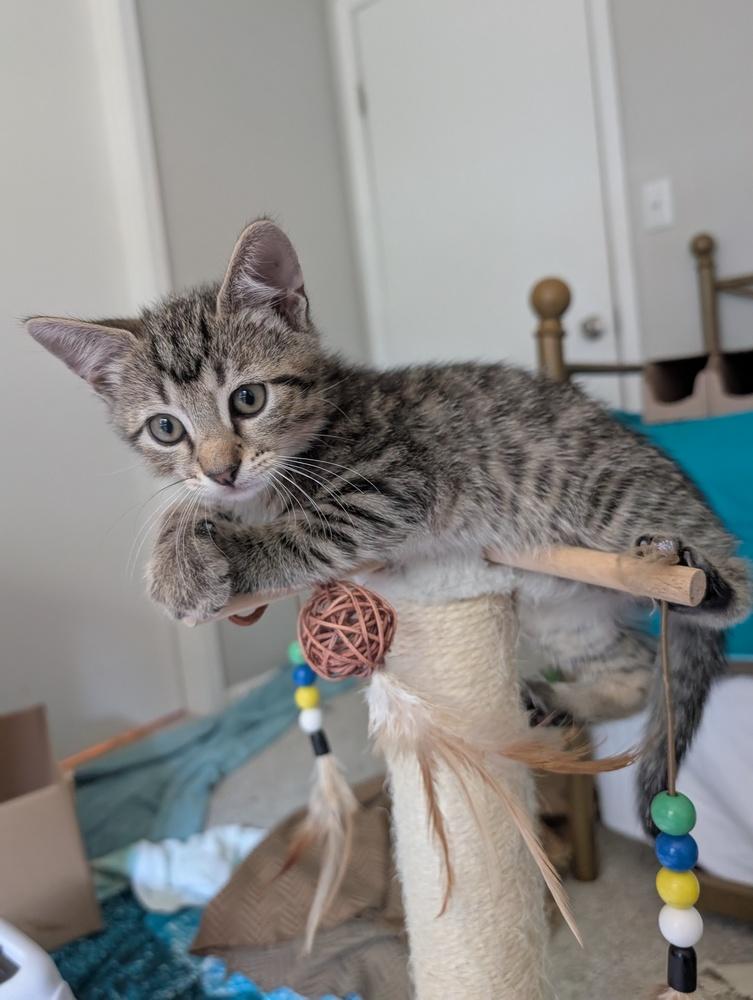 Enlarge Boo, a Adoptable mixed breed in Greensboro, NC image 3/4