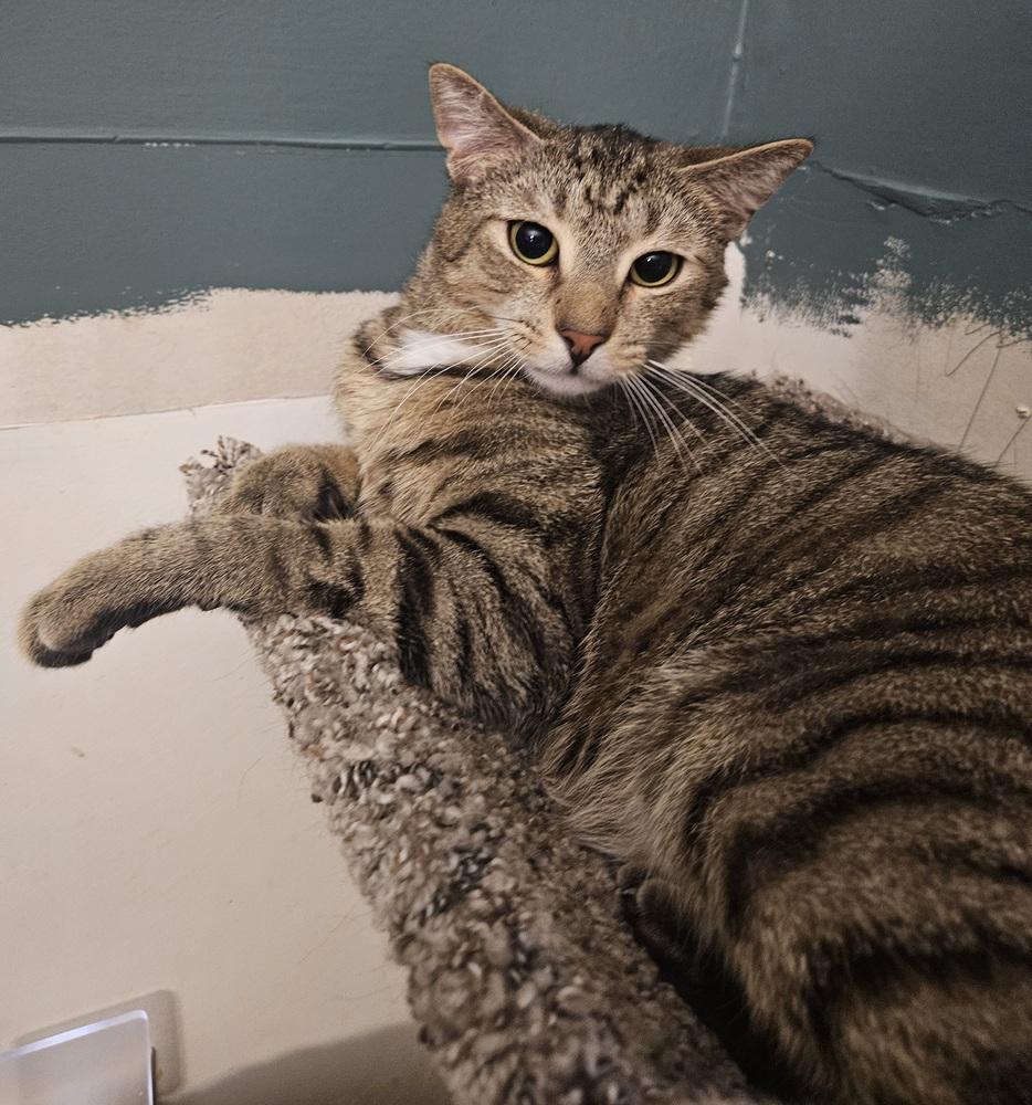 Enlarge Boo, a Adoptable mixed breed in Greensboro, NC image 4/5