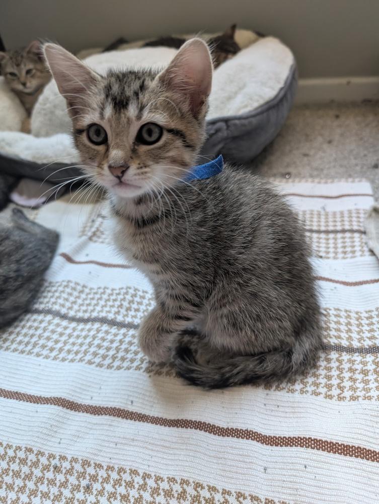 Enlarge Boo, a Adoptable mixed breed in Greensboro, NC image 4/4