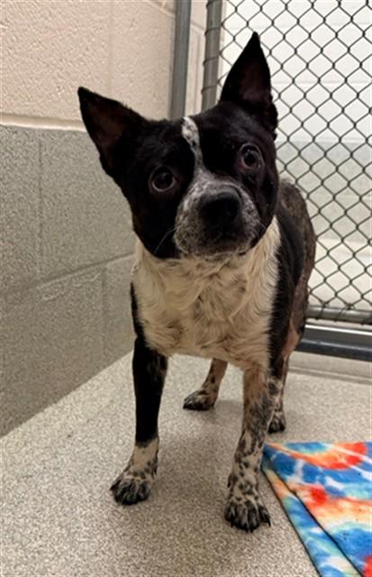 STEVIE, Adoptable, Young Male Boston Terrier & Chihuahua.