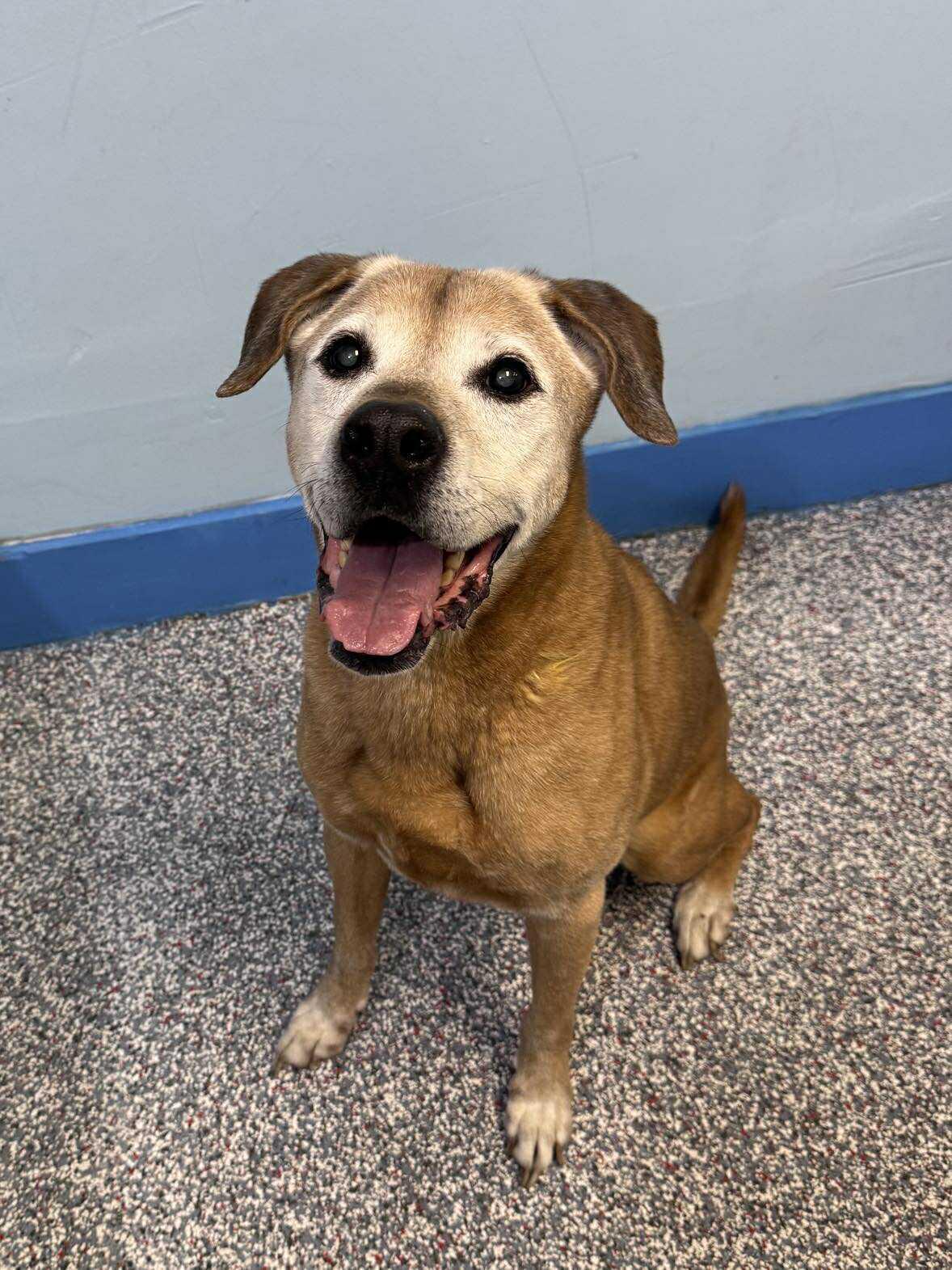 Harley, an adoptable Labrador Retriever in Las Vegas, NV, 89136 | Photo Image 2