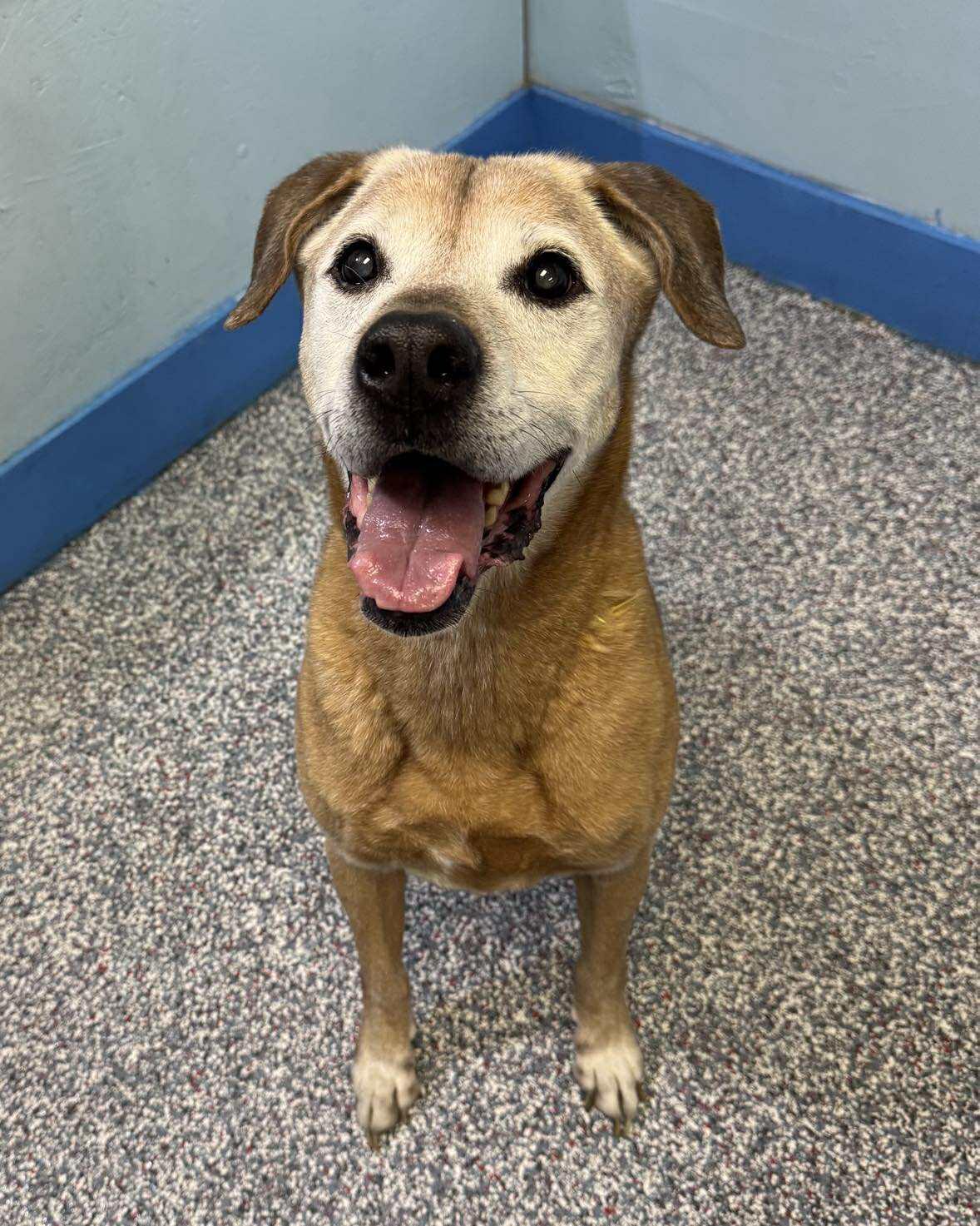 Harley, an adoptable Labrador Retriever in Las Vegas, NV, 89136 | Photo Image 1