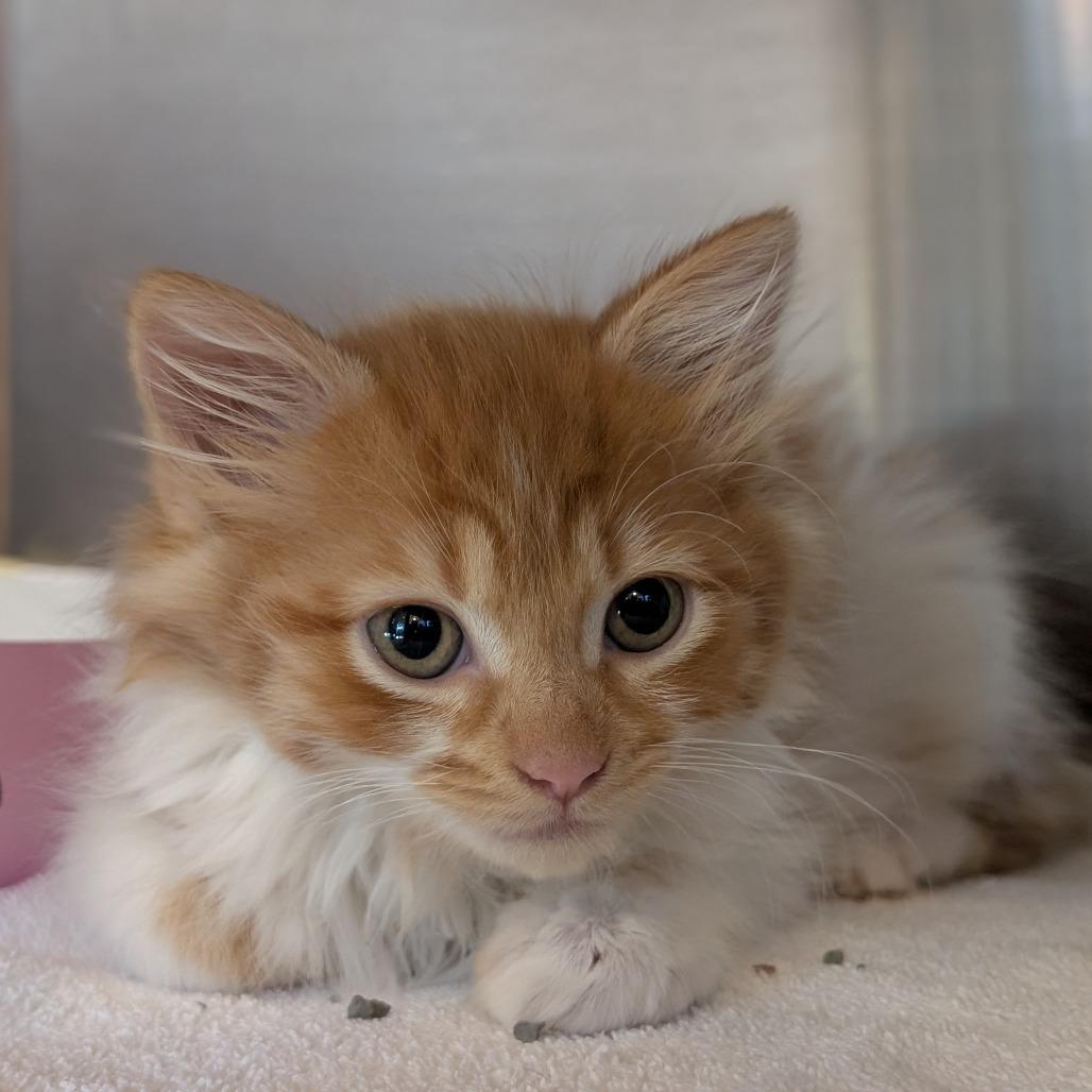 Enlarge Fritter, a Adoptable Domestic Short Hair in Asheville, NC image 1/6