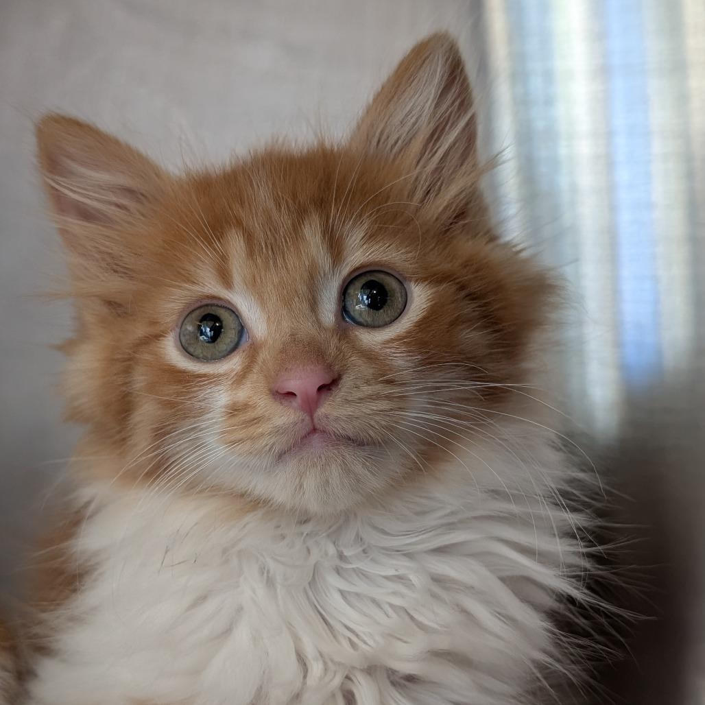 Enlarge Fritter, a Adoptable Domestic Short Hair in Asheville, NC image 3/6