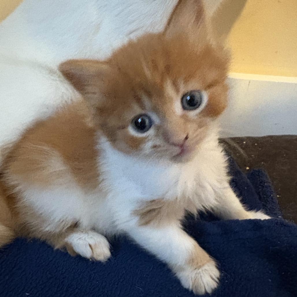 Enlarge Fritter, a Adoptable Domestic Short Hair in Asheville, NC image 4/6