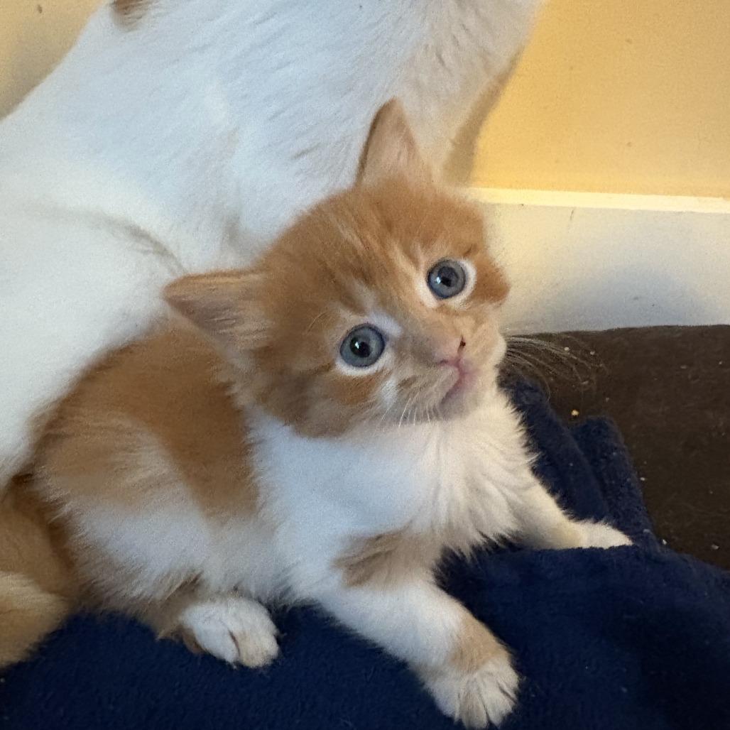 Enlarge Fritter, a Adoptable Domestic Short Hair in Asheville, NC image 5/6