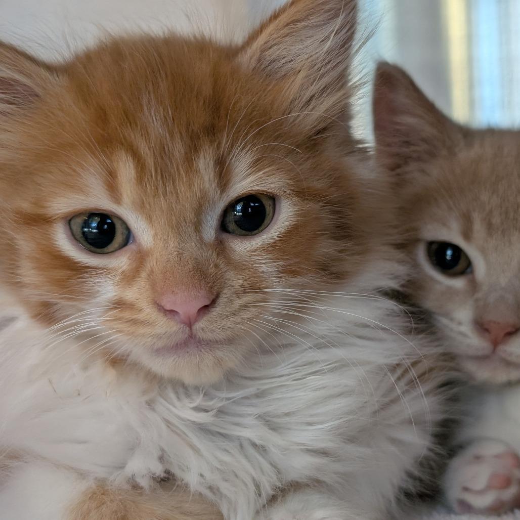 Enlarge Fritter, a Adoptable Domestic Short Hair in Asheville, NC image 6/6