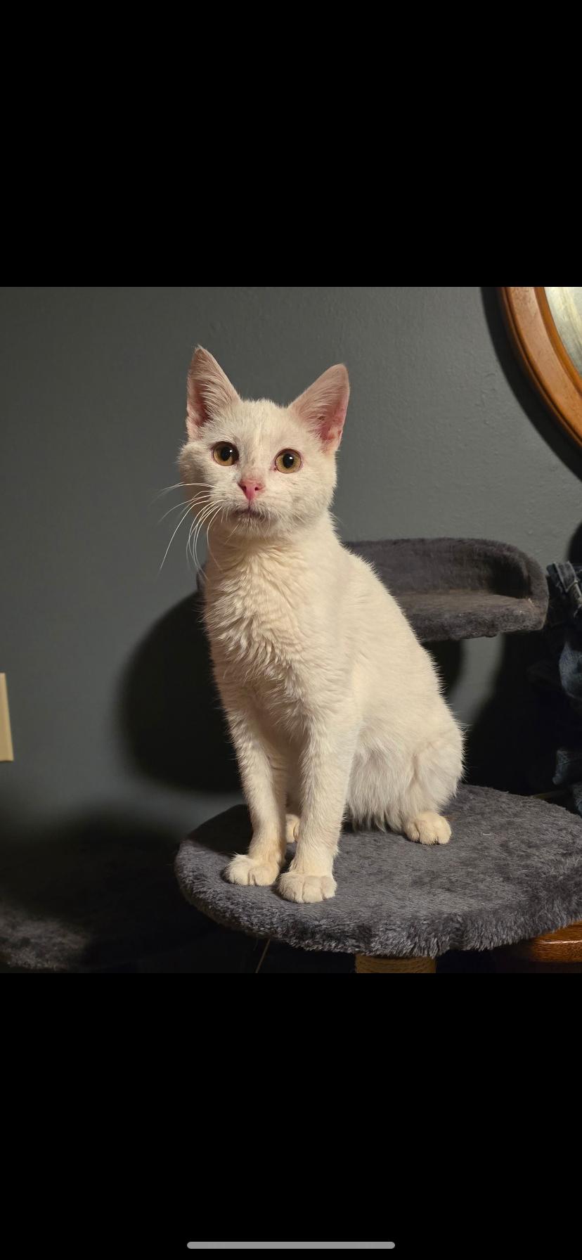 Enlarge Moe, a ADOPTABLE Domestic Short Hair in Waveland, IN image 1/1