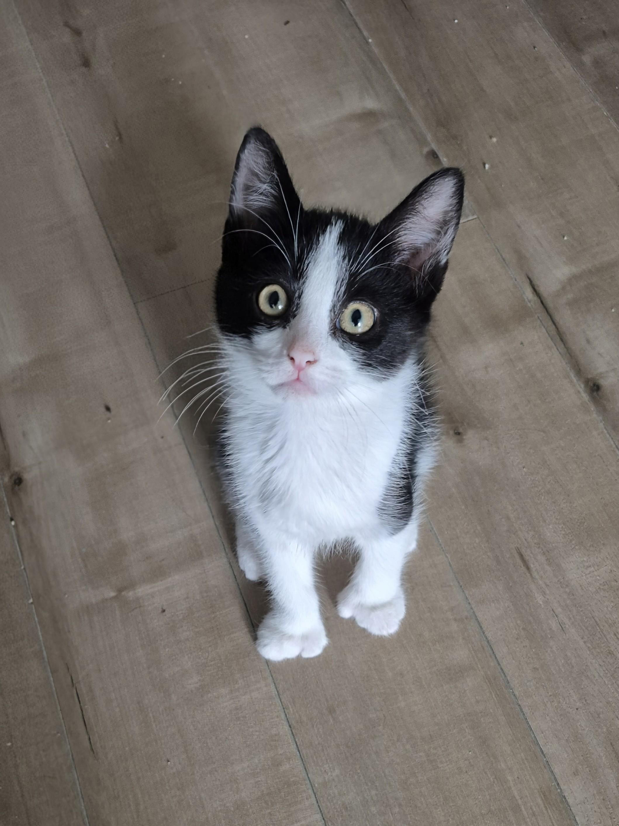 Fred, an adoptable Domestic Short Hair in Winnipeg, MB, R2L 0L6 | Photo Image 5