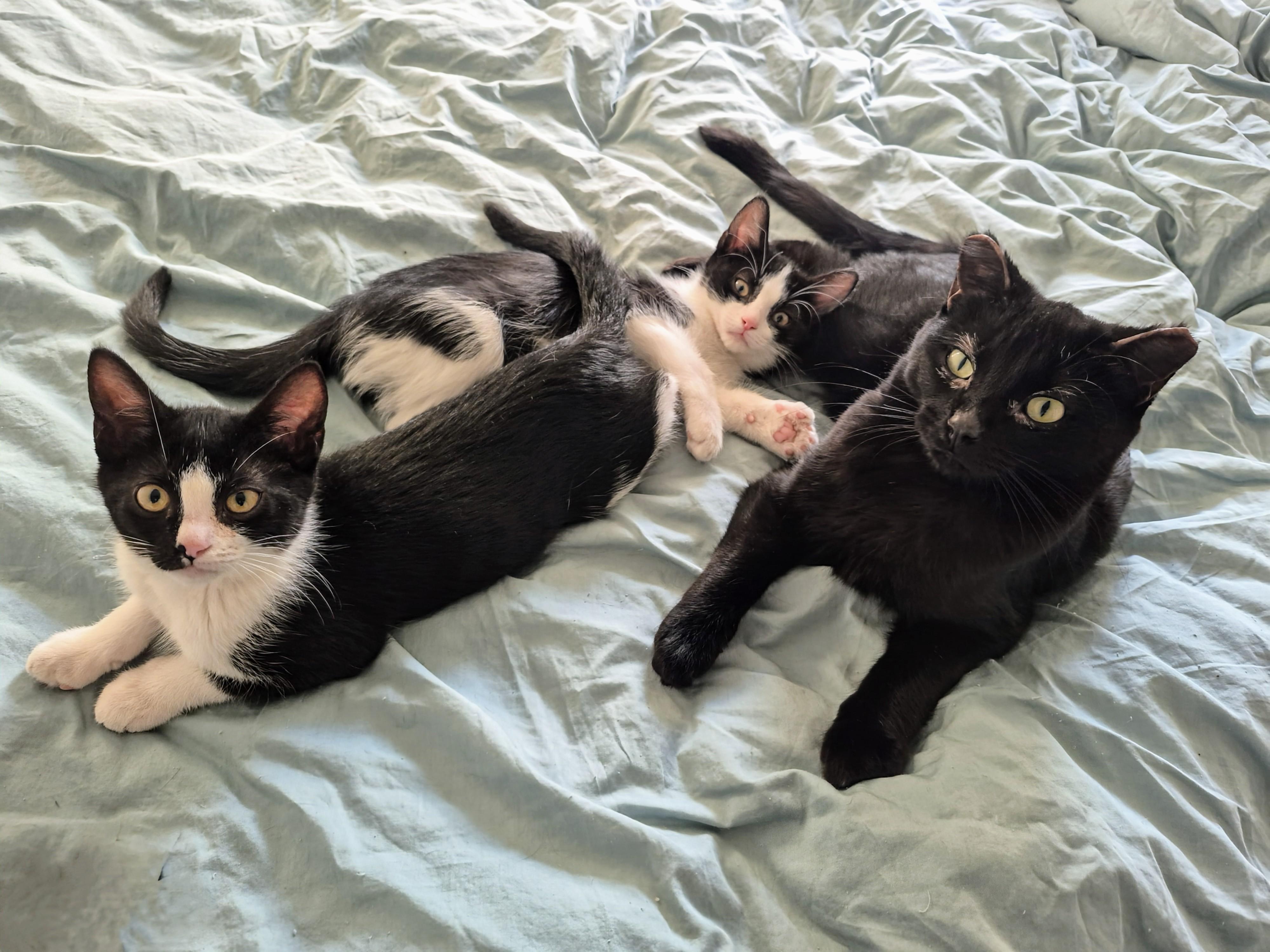 Fred, an adoptable Domestic Short Hair in Winnipeg, MB, R2L 0L6 | Photo Image 4