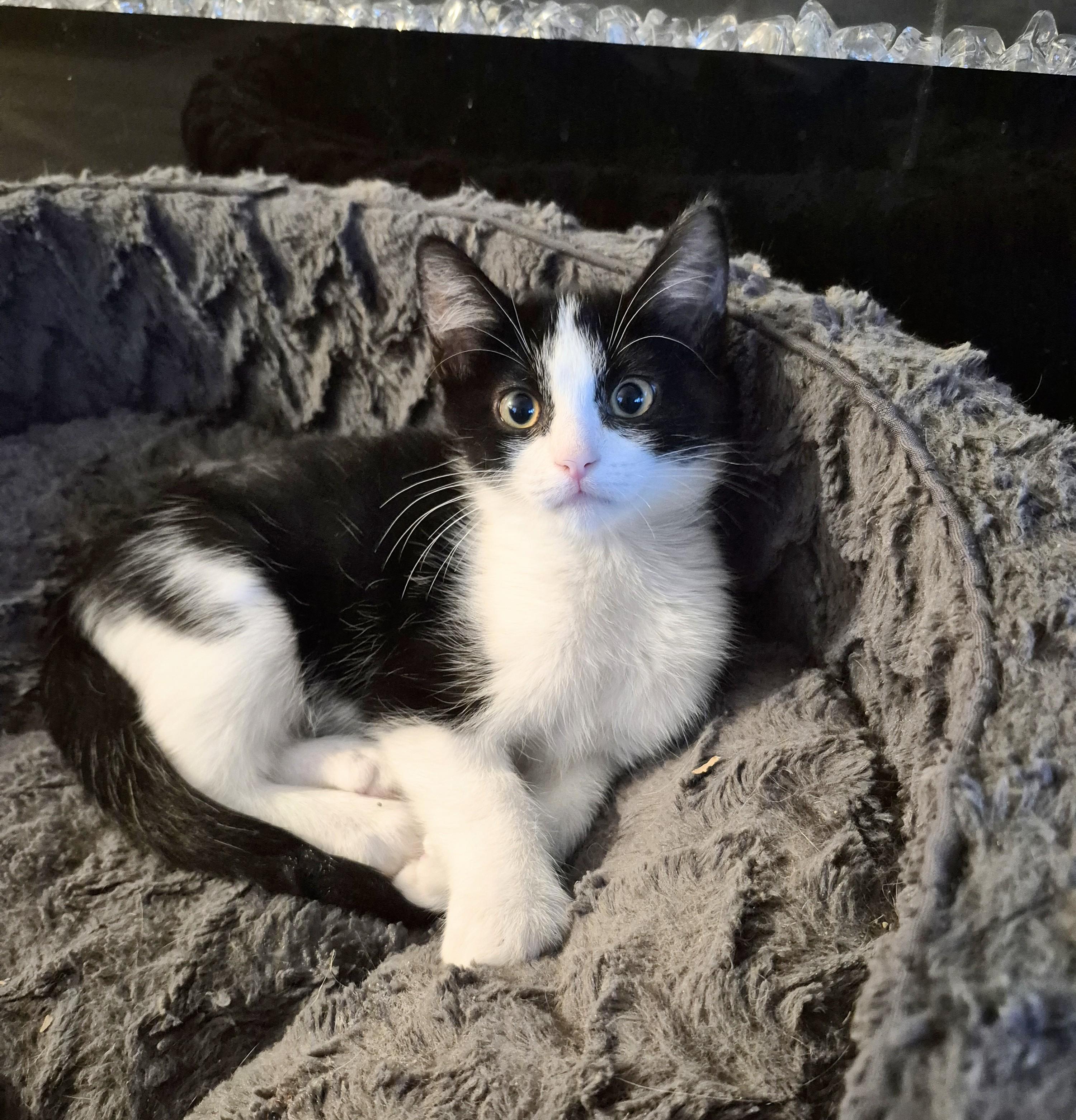 Fred, an adoptable Domestic Short Hair in Winnipeg, MB, R2L 0L6 | Photo Image 6