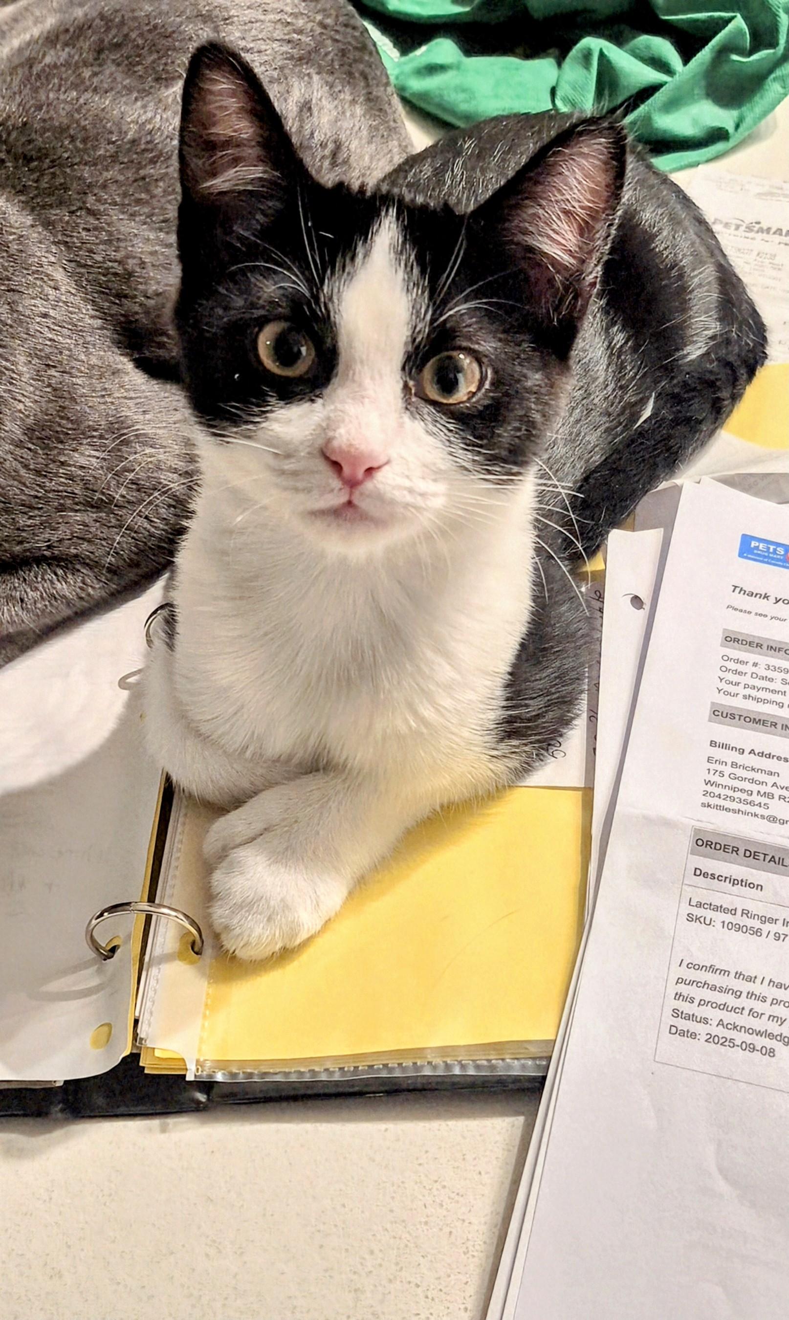 Fred, an adoptable Domestic Short Hair in Winnipeg, MB, R2L 0L6 | Photo Image 1