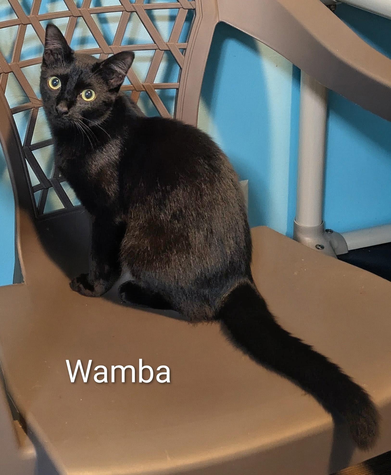 Enlarge Wamba, a Adoptable Bombay in Mears, MI image 4/5